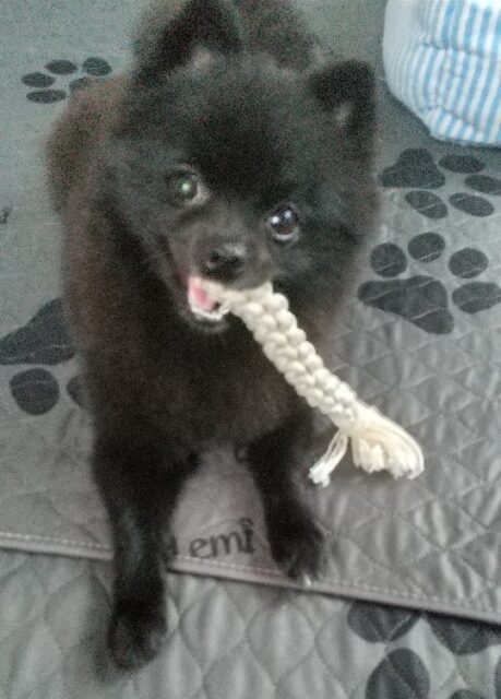 初めてのお泊り、リリーちゃん❣️