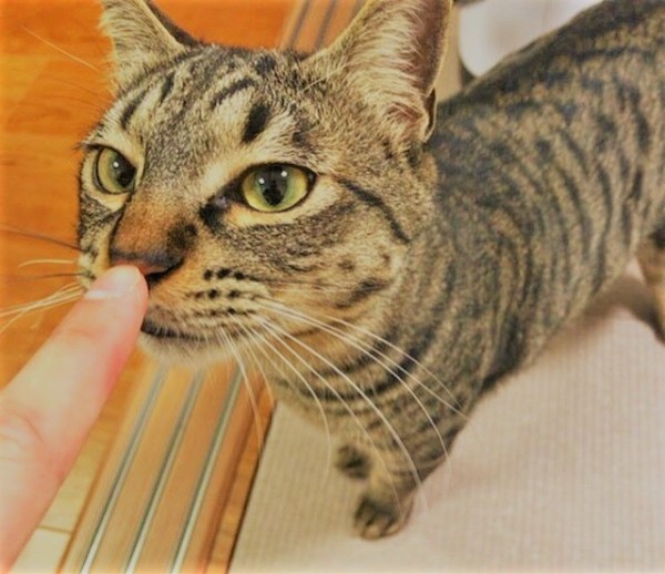 川口市 初回訪問 とら吉君、クーちゃん キャットシッター