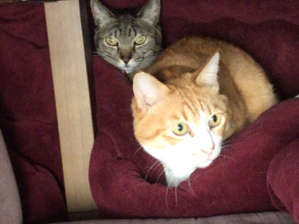 戸田市 トノ君、麦チョコちゃん ペットシッター