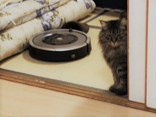 川口市 猫ちゃんズ お世話の様子 キャットシッター