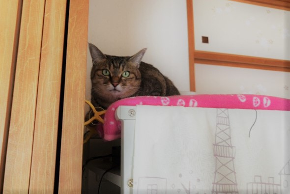 川口市 りんごちゃん 初回訪問 キャットシッター