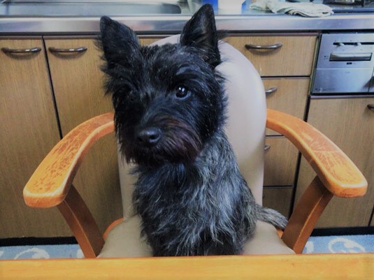 川口市 犬 マウ君 初回訪問 ペットシッター