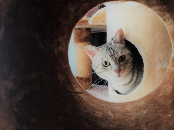 川口市 ネオンちゃん 初回訪問