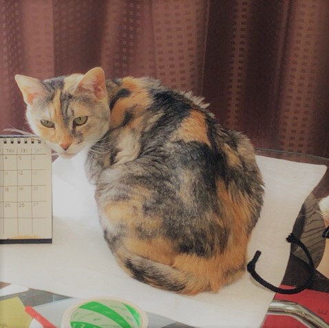 川口市 ぽんちゃん 初回訪問