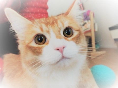 さいたま市浦和区 サイちゃん 初回訪問 キャットシッター