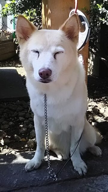 おすすめ　ドッグホテルのご紹介