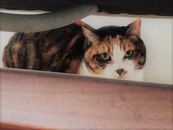 川口市 マーブルちゃん お世話の様子 キャットシッター