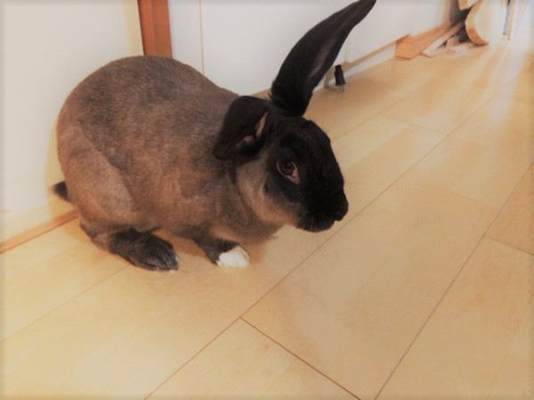 川口市 みたらし君、ひやじる君 いつかきっと