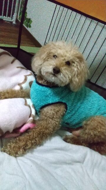 チョコくん、ペットホテルにようこそ❣️