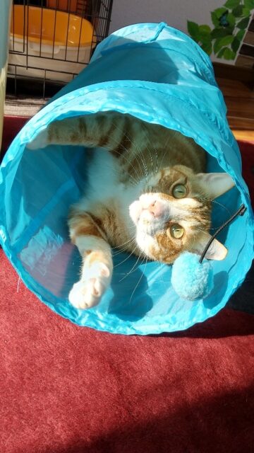 どんくん、ペットホテルにようこそ❣️