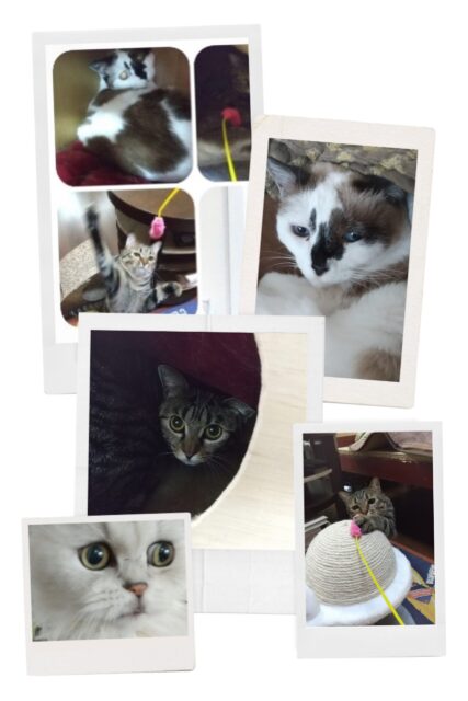 大家族ニャンズと「こんにちは」