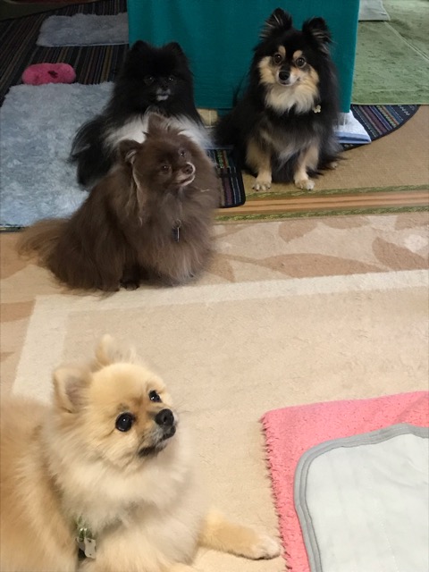 裾野市 初回訪問 仲良しポメちゃん達