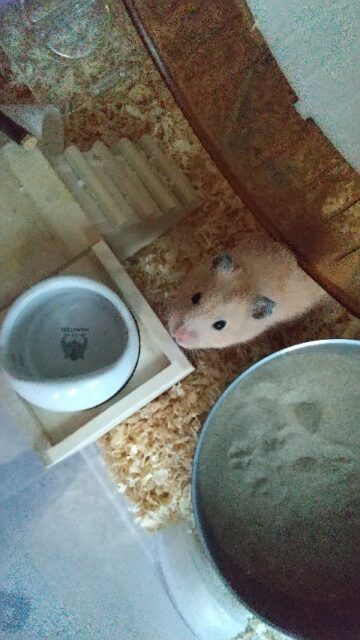 お留守番頑張ったよ❣️プゥちゃん、チゲちゃん、福丸ちゃん