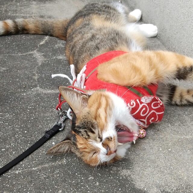 月刊情報「タウンみやざき」掲載