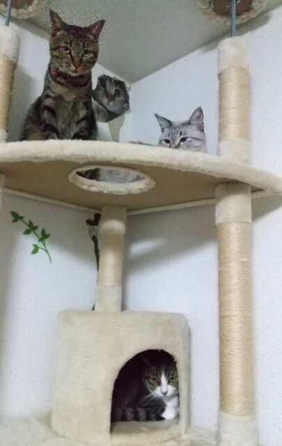 ことちゃん、はなちゃん、じんくん、ペットホテルにようこそ