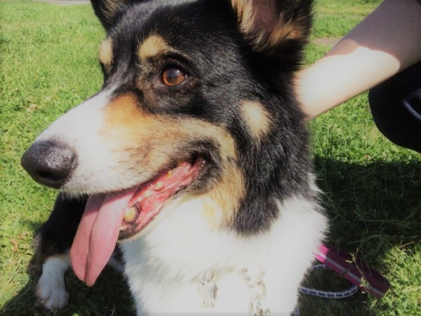 越谷市 大和君 ペットシッター