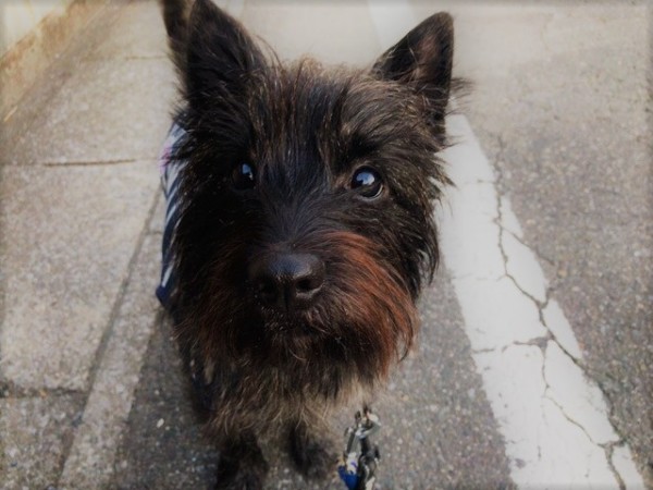 川口市 マウ君 お世話の様子 ペットシッター