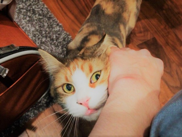 川口市 メインクーン ミニーちゃん お世話Part1