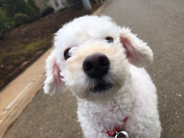 さいたま市緑区 トイプのまろちゃん ペットシッター