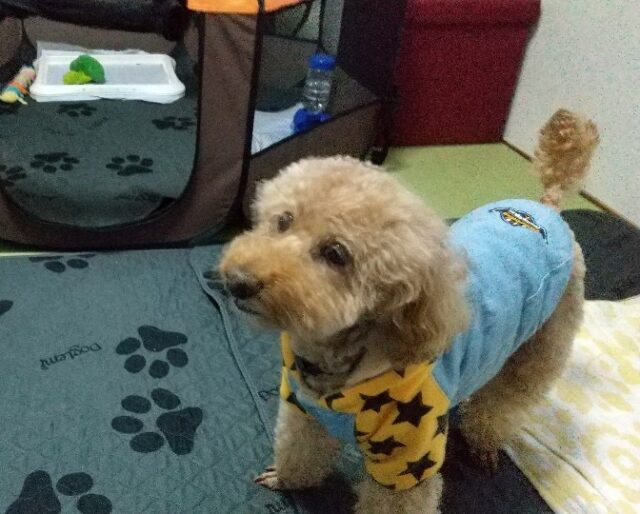 まめ太くんのお泊りホームスティ