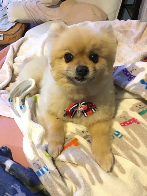 沼津市ペットシッター 取扱責任者講習