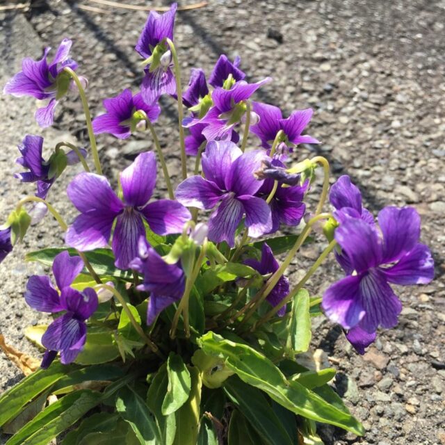 2020.ゴールデンウィーク繁忙期について