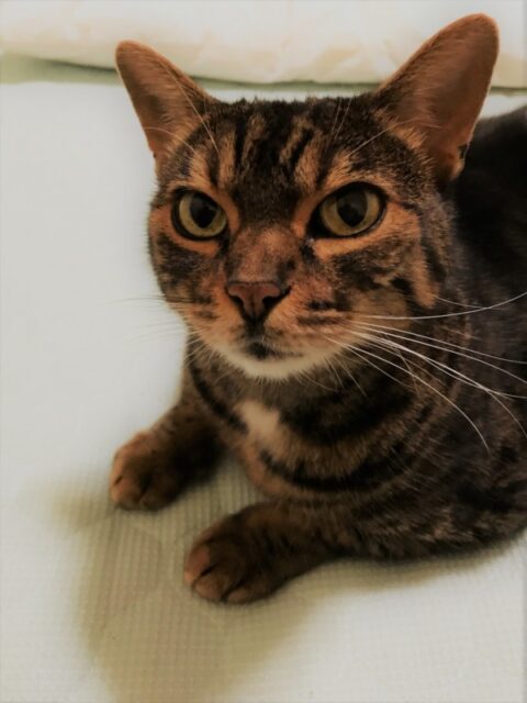 川口市 うにやんちゃん お久しぶり! キャットシッター