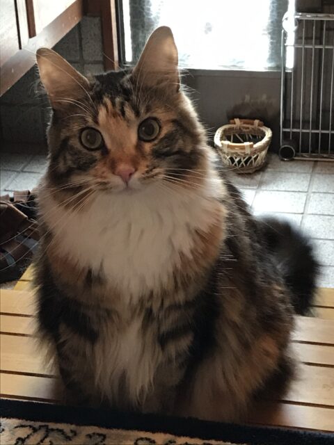 沼津市ペットシッター メインクーンれいちゃん訪問