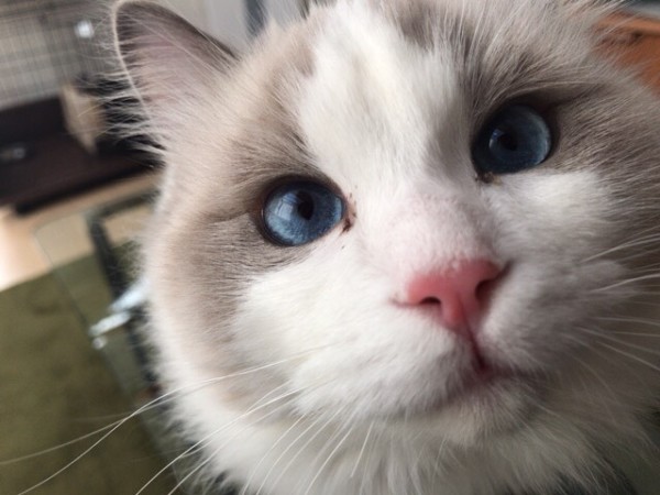 川口市 モコ・ムク君 お世話の様子 ペットシッター