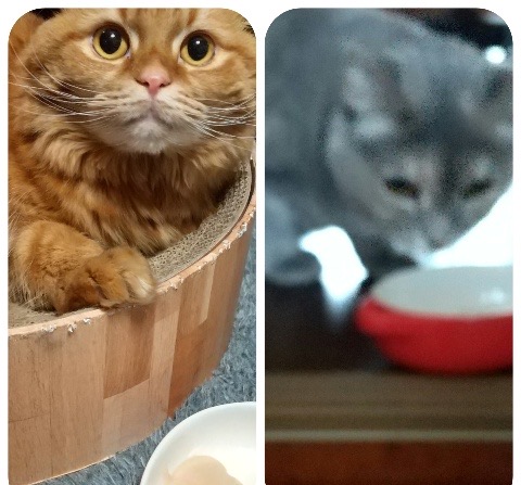 かぼすくん、こなつちゃんたち親子でお留守番頑張ったよ