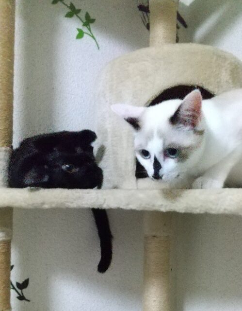 ヨルくん、ヨタちゃん、ペットホテルにようこそ