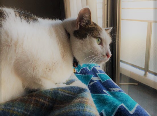 川口市 モリス君 お世話の様子 キャットシッター