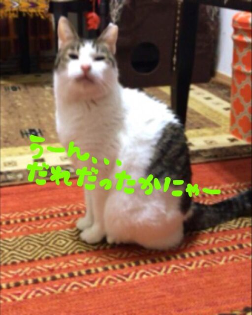 川口市 ウメキチ君、フクちゃん キャットシッター 1日目