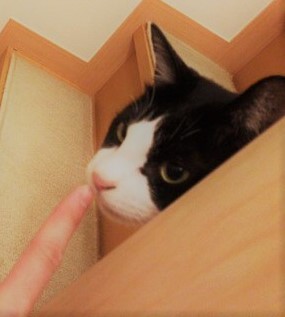 川口市 マル・マロ君 とうとう! ペットシッター