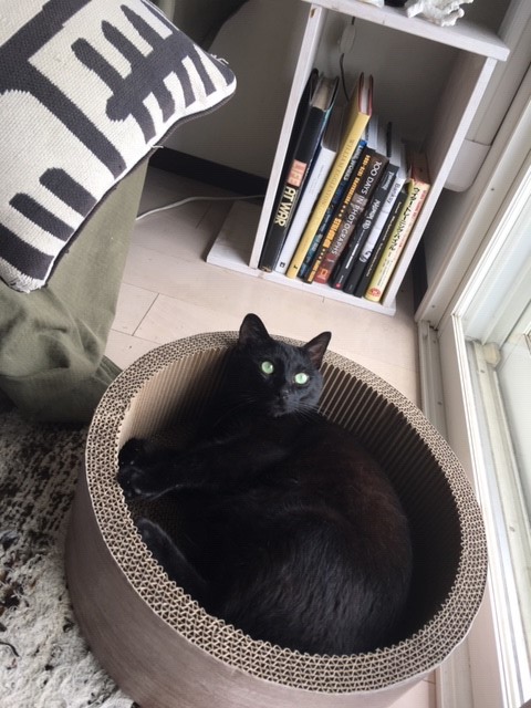 体温調節、猫はどうする？