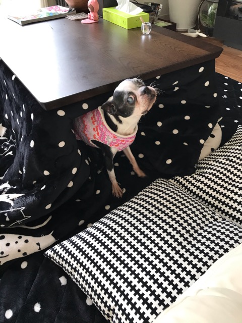 沼津市 ボストンひめちゃんのお世話とお客様の声