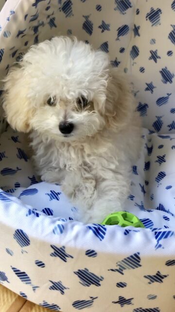 パピーは見ているだけで幸せな気持ちにしてくれます