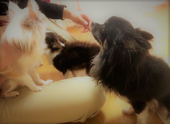 さいたま市緑区 チワワーズ ペットシッター