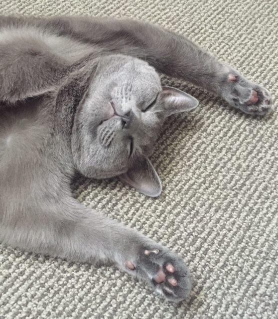 はじめてまして。キャットシッター・モジョです