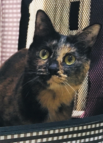 ３人娘のお留守番