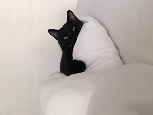 ２０１９年８月９（金）～８月１８（日）は夏季繁忙期料金となります。