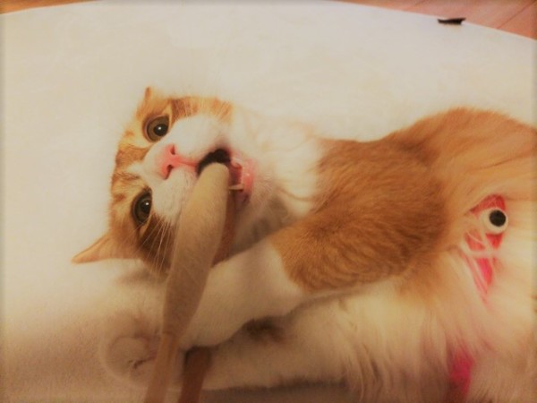 さいたま市浦和区 サイちゃん お留守番