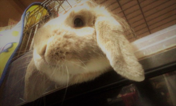 川口市　犬　ウサギ　スキルアップ（笑）　ペットシッター