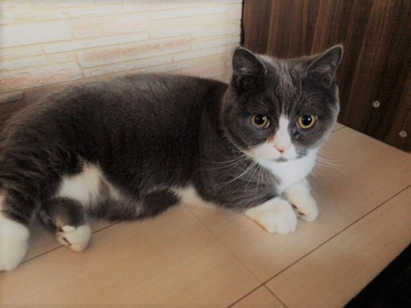 川口市 万ちゃん! お世話の様子 ペットシッター