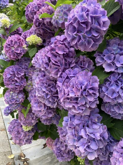 2022.夏季繁忙期のお知らせ