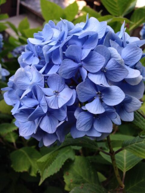 2018.7月のお休みのお知らせ