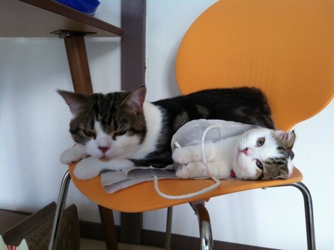 はちみつ姫とパフェ君　初回訪問