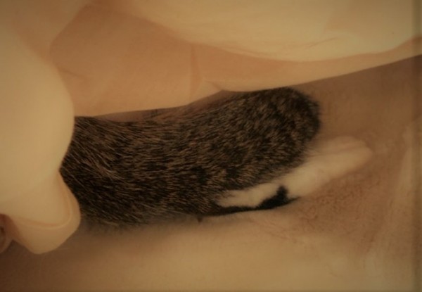 川口市 猫 しげちよ君 お世話 キャットシッター