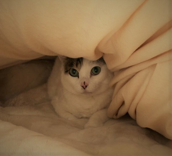 川口市 猫 しげちよ君 はたして、、、 キャットシッター