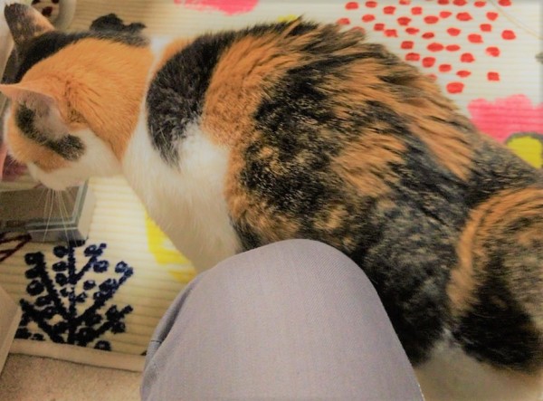 川口市　猫　みゃあちゃん　段々慣れるよね～　キャットシッター　